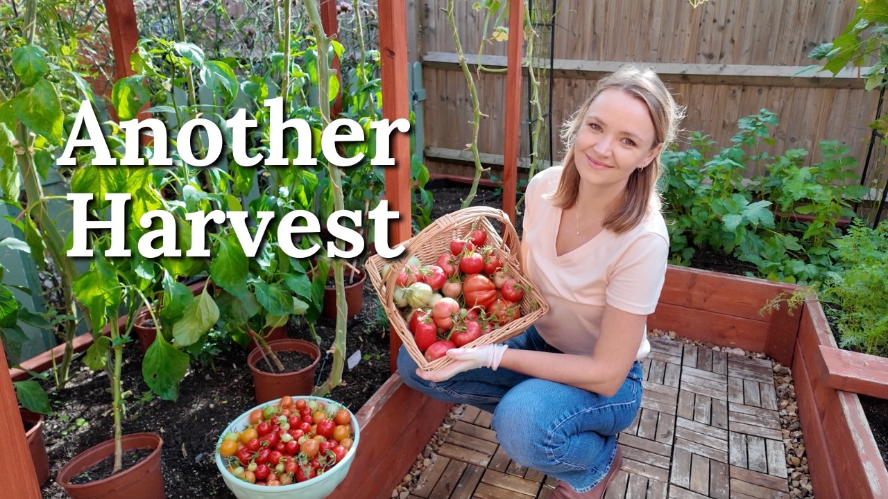 Another HUGE Tomato Harvest From My Small 15m² Kitchen Garden 🍅