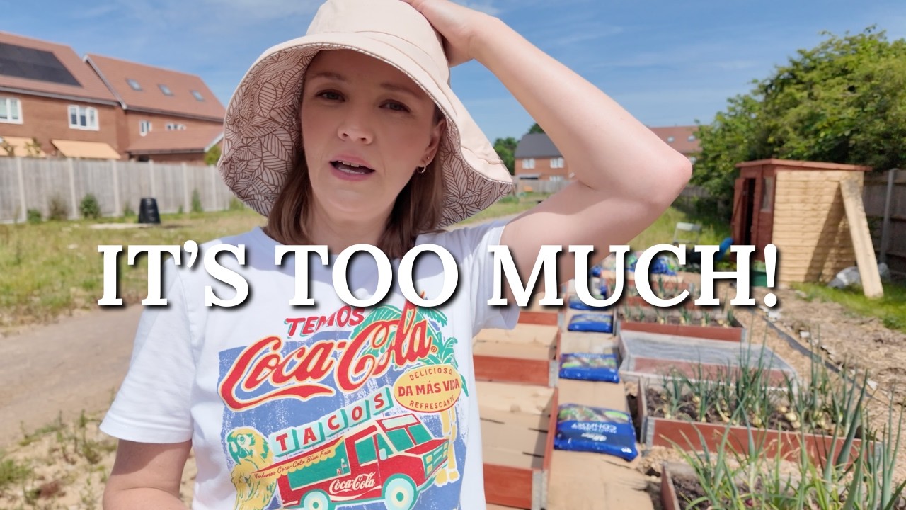 Could it BE any hotter??? Allotment Gardening UK
