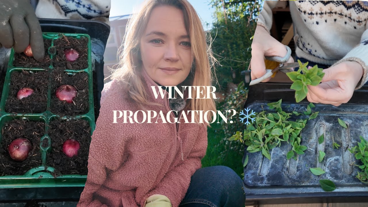 December Garden Jobs | Planting Onions in Modules 🧅 Propagating Petunias from Cuttings 🌺