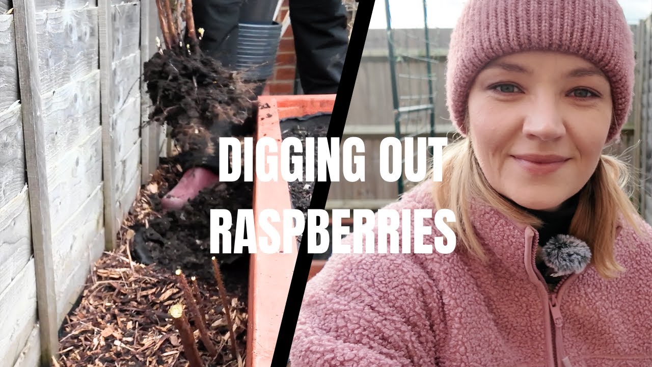 Digging Out Raspberry Plants on New Year's Day - Kitchen Garden Reality