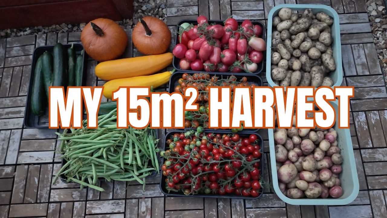 Everything I Harvested From My Tiny 15m² Kitchen Garden 🌱 End of Summer Harvest