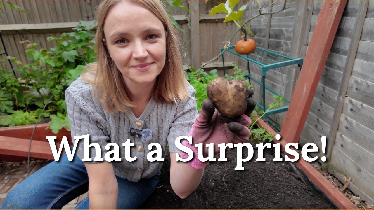 Harvesting Potatoes from My Small 15m² Kitchen Garden | Charlotte & King Edward Harvest