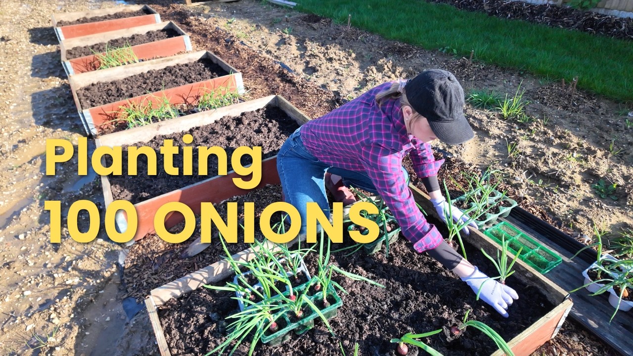 Planting 100+ Onions in Raised Beds 🧅 | Faulty Compost Update | Sunny Allotment Vlog UK 🧅