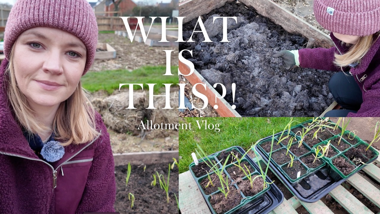 I Planted Garlic in Raised Beds… But First I Opened the Compost Bags 😳 🧄