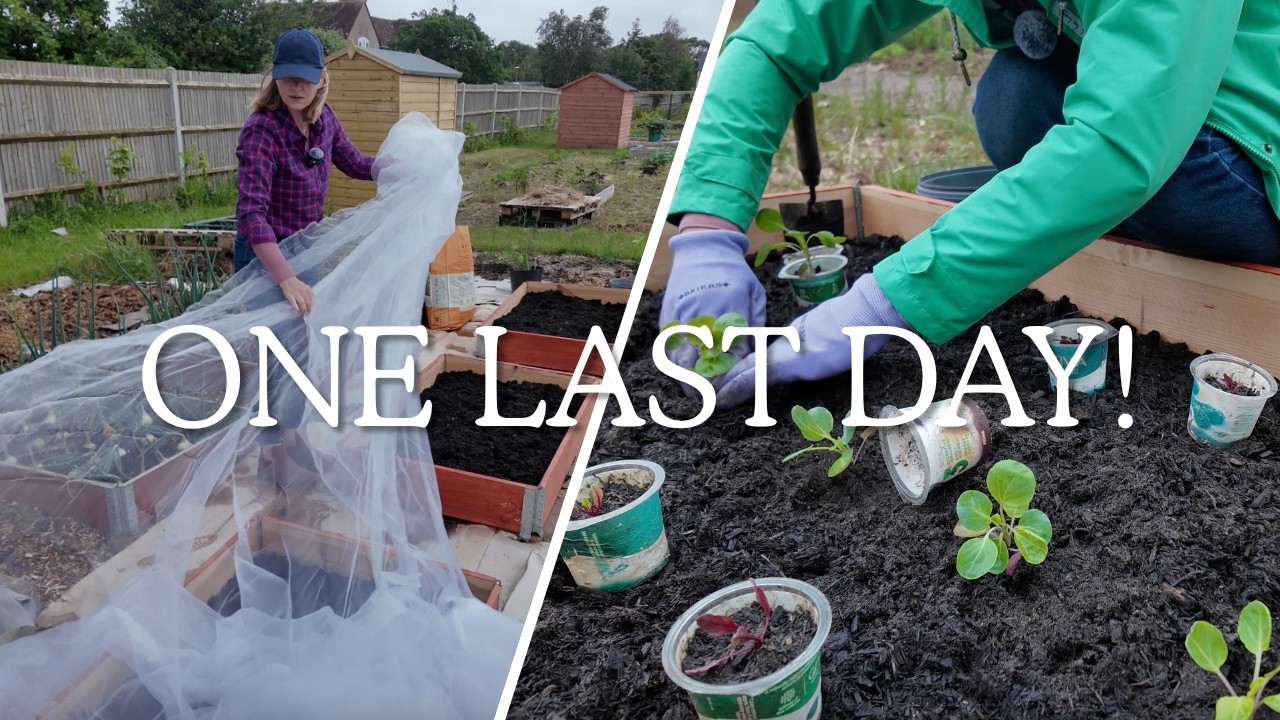 Racing Against the Weather | Allotment Gardening UK